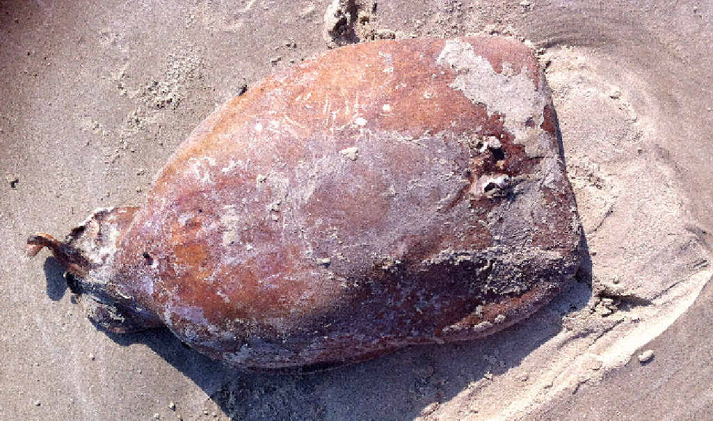 HE’LL MAKE YOU JUMP: The numbfish or coffin ray – an example of which (above) John Quarry photographed after it washed up on Airforce Beach, Evans Head – is renowned for packing a pretty solid electric shock. HE’LL MAKE YOU JUMP: The numbfish or coffin ray – an example of which (above) John Quarry photographed after it washed up on Airforce Beach, Evans Head – is renowned for packing a pretty solid electric shock.